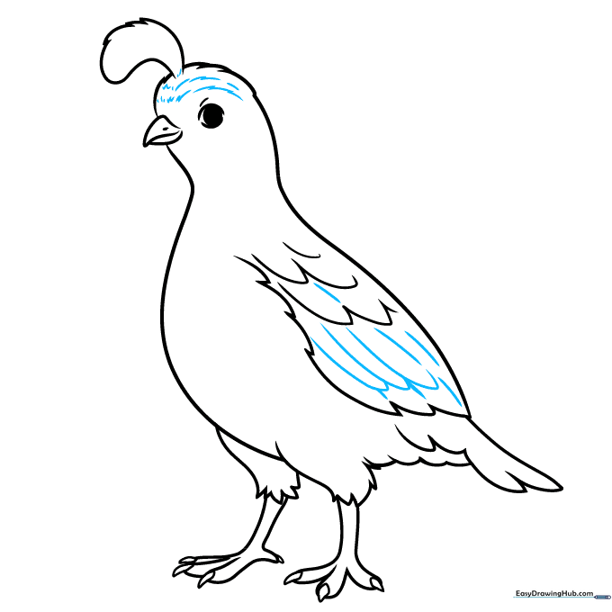 Adding detail to the quail's face and wing feathers.