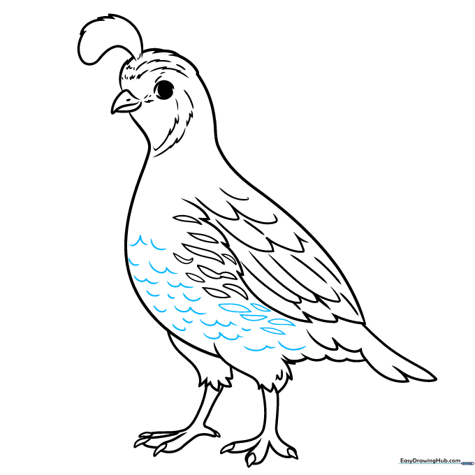 Finalizing the belly feather patterns on the quail.