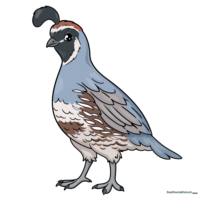A fully colored, cute cartoon quail drawing.