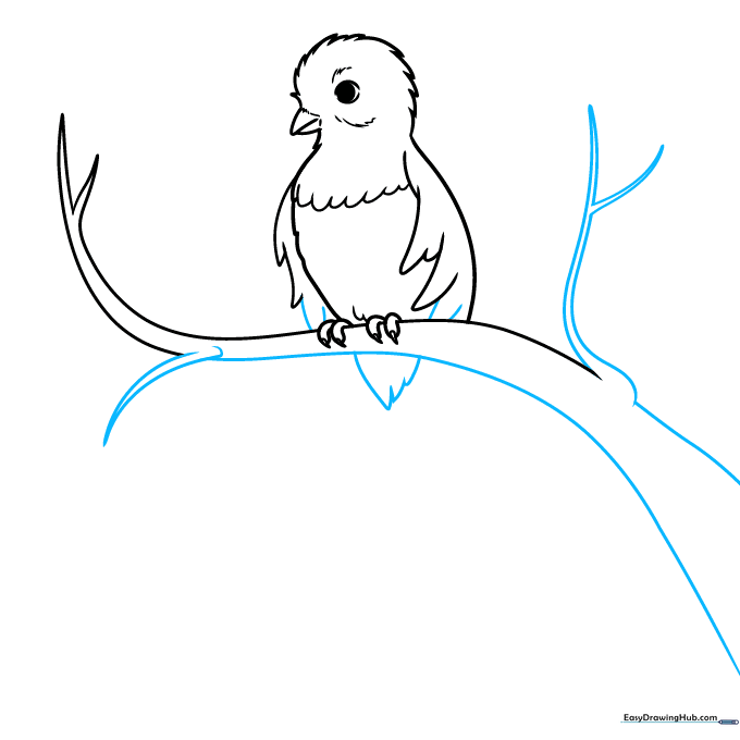 Drawing the base of the long tail feathers and wing extensions.