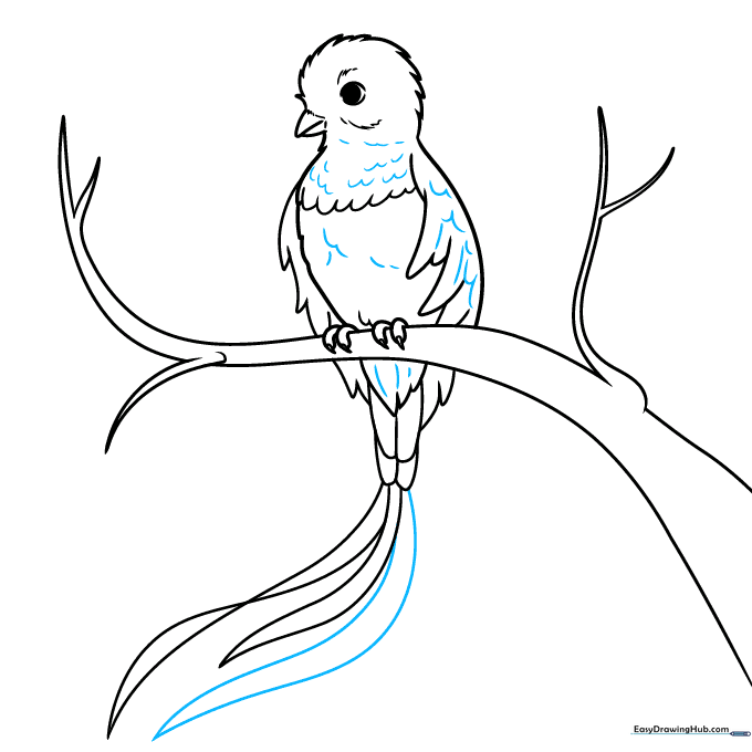 Adding fine texture lines to the bird's body and extra tail feathers.