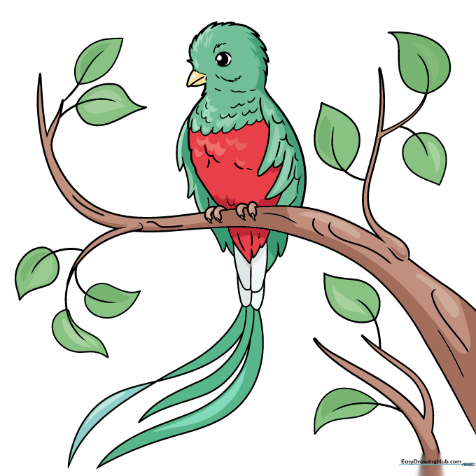 Finished, colored Quetzal drawing with vibrant green and red plumage.