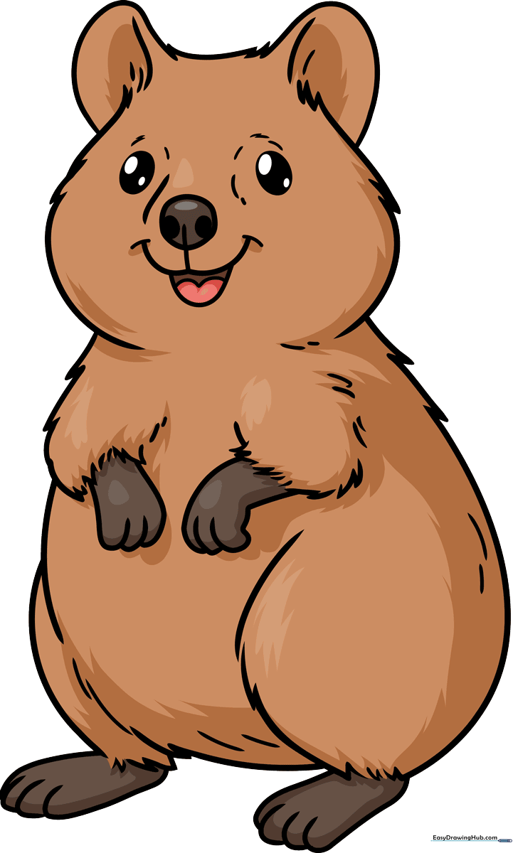 A vibrant, finished drawing of a smiling quokka, perfect for kids to use as a reference.