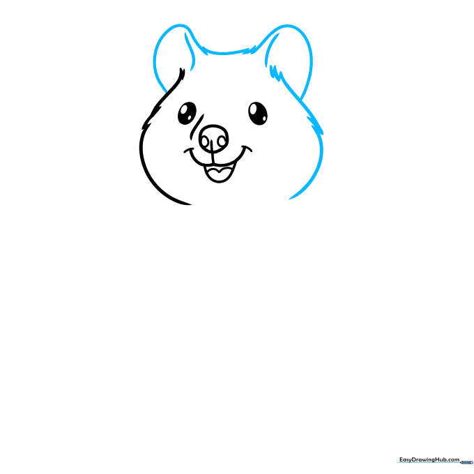 Drawing of a quokka head showing two large, rounded ears with internal contours and textured fur.