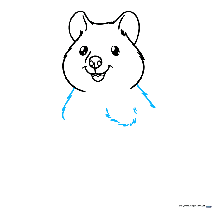 Outline of a quokka body showing the start of the torso and upper arm segments.