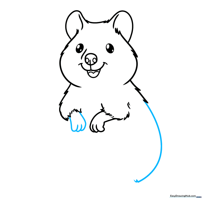 Drawing showing the back and haunch lines of the quokka's body.