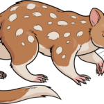 A colorful, finished drawing of a quoll, showcasing the final result of the tutorial.