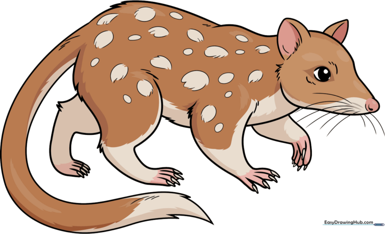 A colorful, finished drawing of a quoll, showcasing the final result of the tutorial.