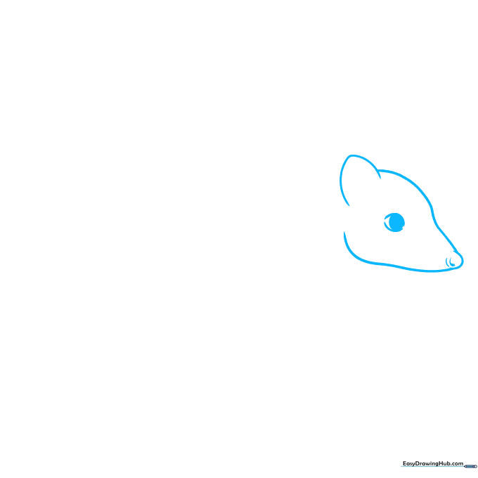 Line drawing of a quoll's head showing the eye, nose, and ear outline on a white background.