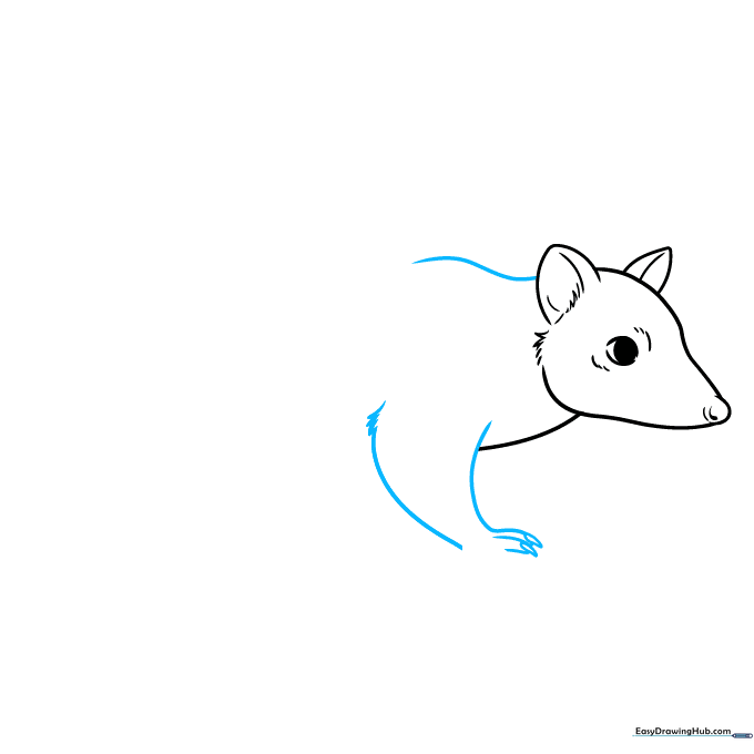 Quoll drawing showing the back arch and the beginning of the front leg.