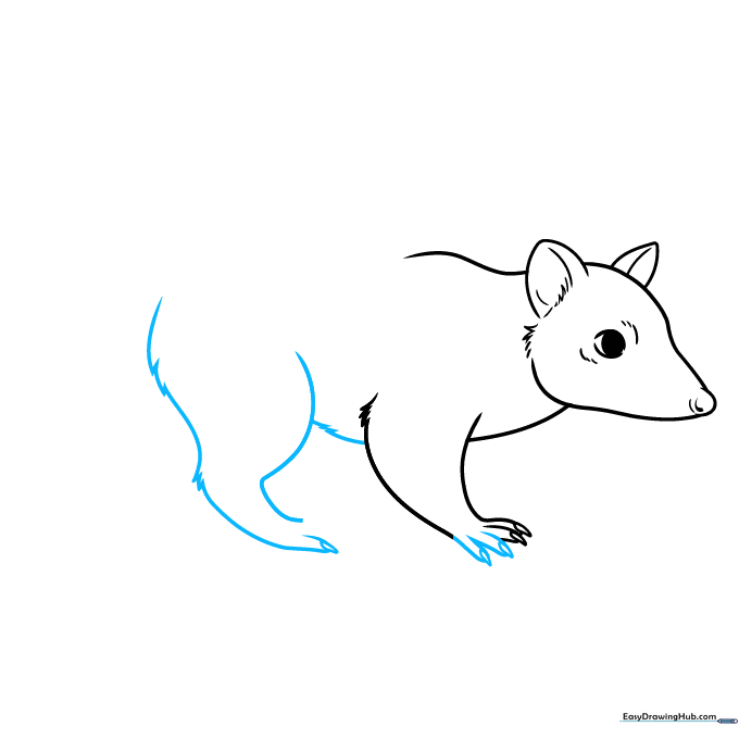 Quoll drawing showing the belly line and the start of the rear leg.