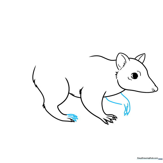 Detailed view of the quoll's front and rear paws during the drawing process.