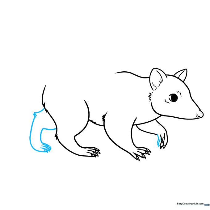 Quoll drawing showing all four legs completed.