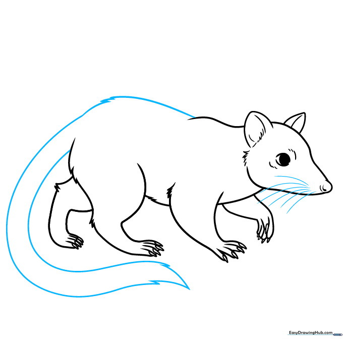 Quoll drawing with a long tail and whiskers added.
