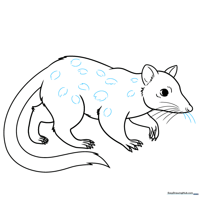 Quoll drawing with spots added to the back and tail.
