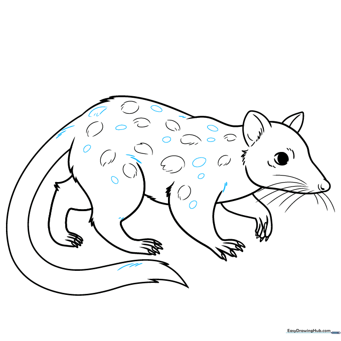 Completed quoll line art with fur texture details.