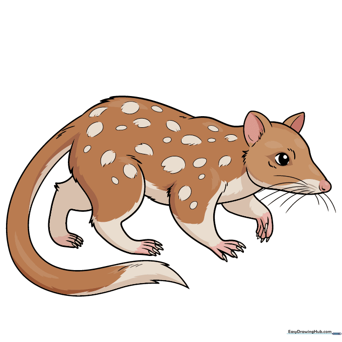 Finished, colored illustration of a cute quoll.