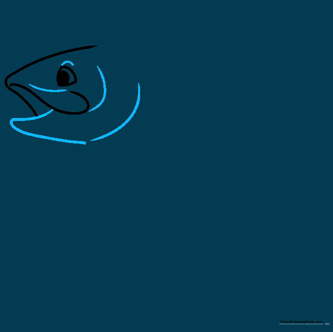 Drawing the lower jaw and gill structure of the fish using curved lines.