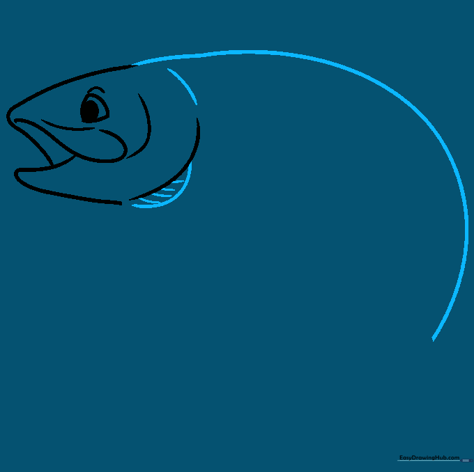 Sketching the long dorsal curve and the first pectoral fin of the trout.