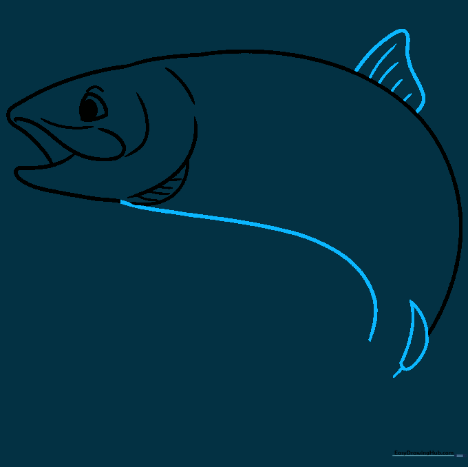 Adding the belly curve and dorsal fin to the fish outline.