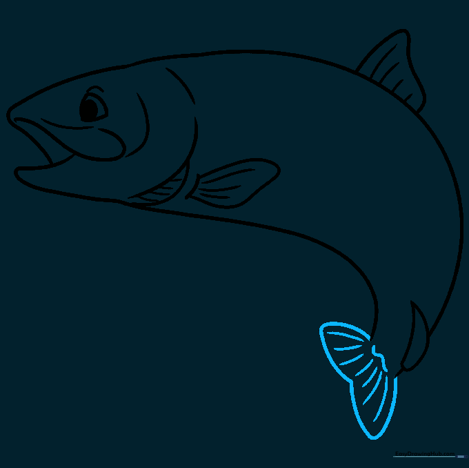 Sketching the heart-shaped tail fin of the rainbow trout.
