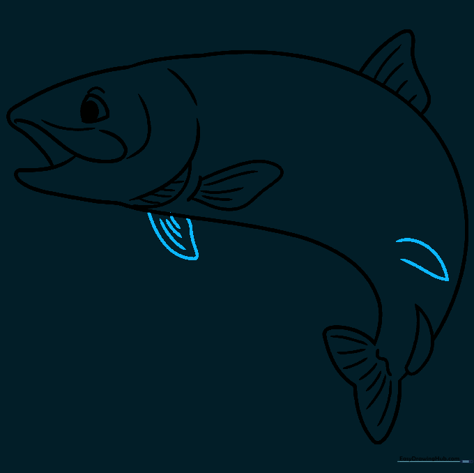 Adding the lower anal and pectoral fins to the trout's body.