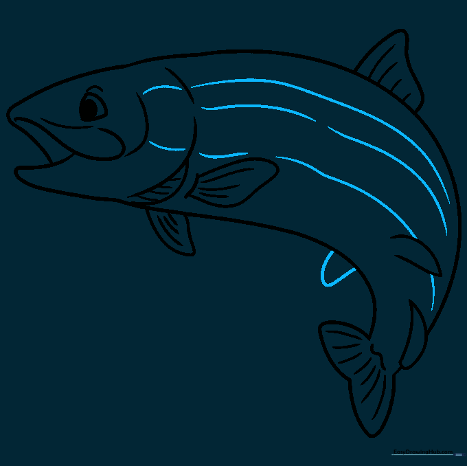 Drawing the characteristic horizontal stripes along the trout's side.