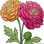 Colorful, finished drawing of two blooming ranunculus flowers with green leaves.