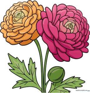 Colorful, finished drawing of two blooming ranunculus flowers with green leaves.