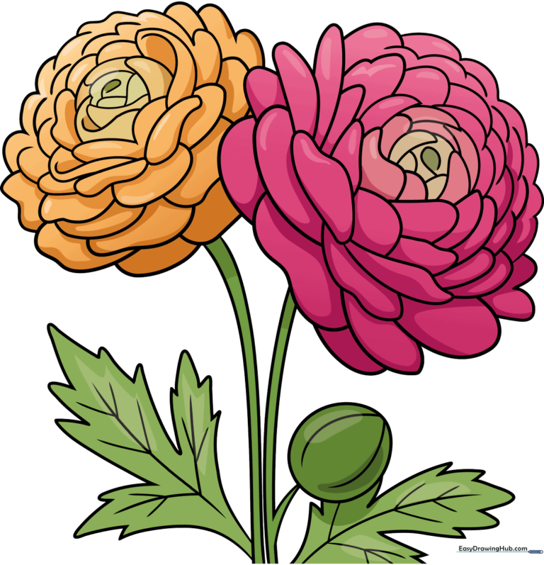 Colorful, finished drawing of two blooming ranunculus flowers with green leaves.