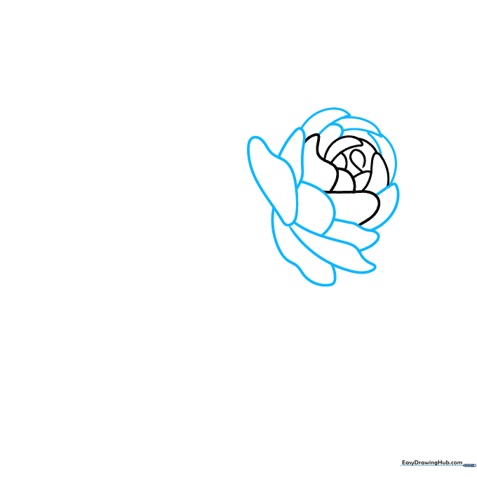 Pencil sketch showing the second layer of petals surrounding the center of the flower.