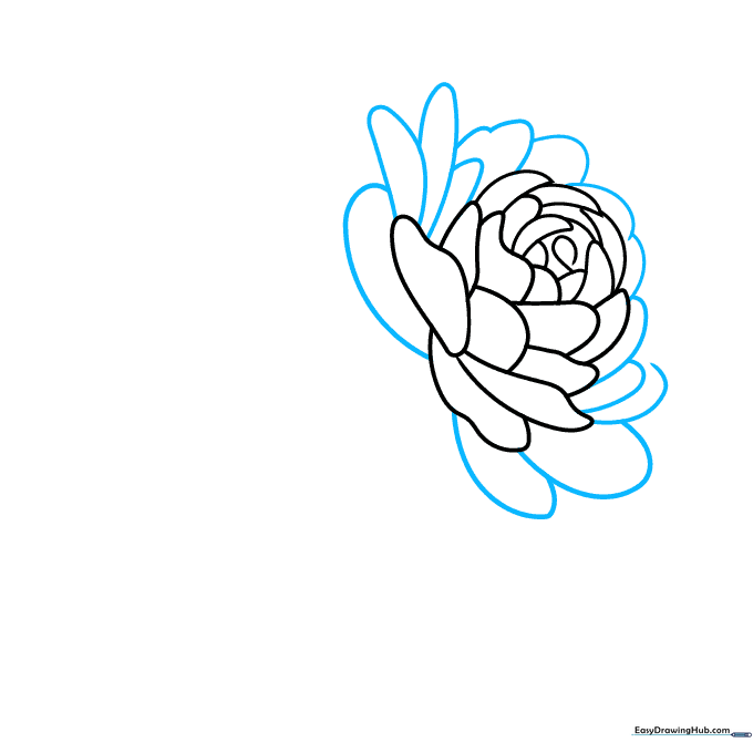 Pencil sketch showing the third layer of larger, more open petals.