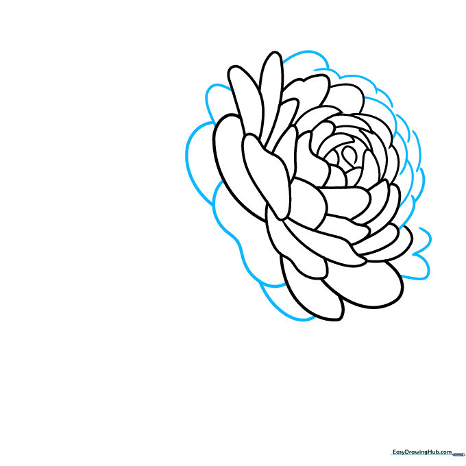 Pencil sketch showing the fourth layer of petals with varying sizes to show depth.