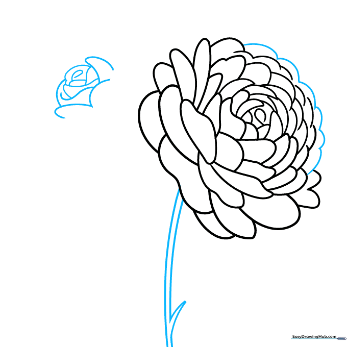 Pencil sketch showing the first flower stem and the base of a second flower.