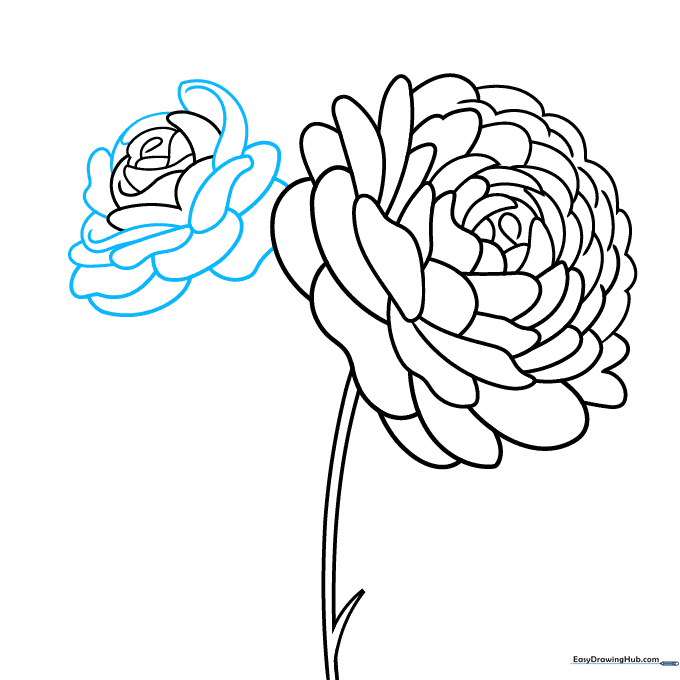 Pencil sketch showing the second flower developing with new petal layers.