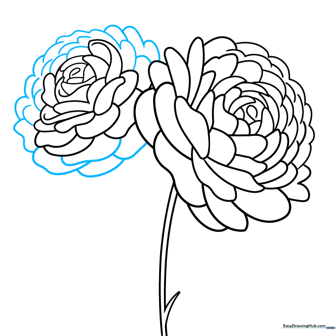 Pencil sketch showing the second flower filling out with more petal detail.