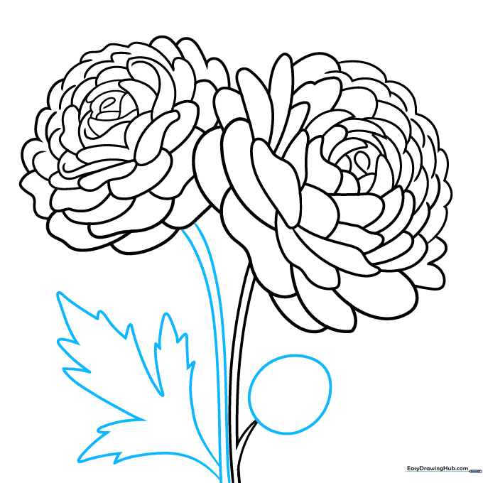 Pencil sketch showing the addition of leaves and an unopened flower bud.