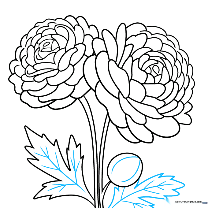 Completed pencil sketch of the ranunculus flowers, leaves, and bud.