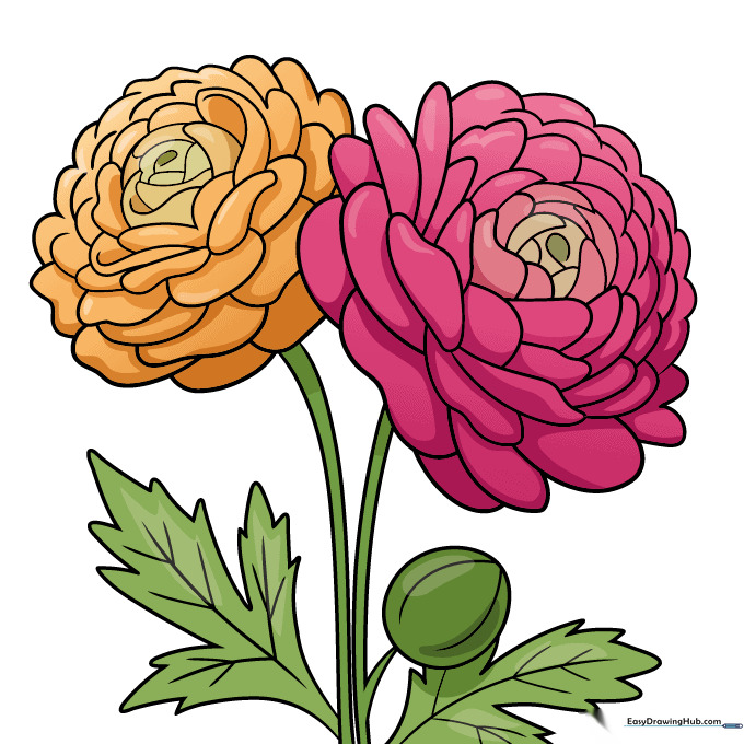 A fully colored, vibrant illustration of two ranunculus flowers with leaves.