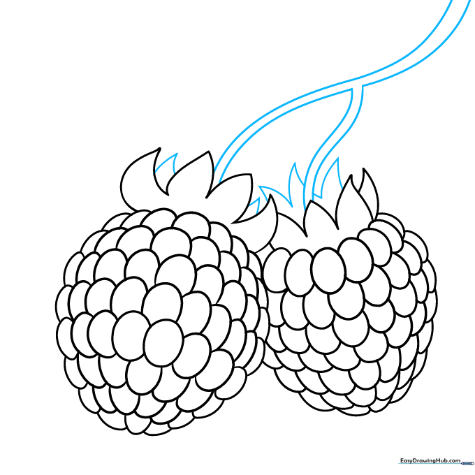 Drawing the stem and additional sepals connecting the two raspberries.