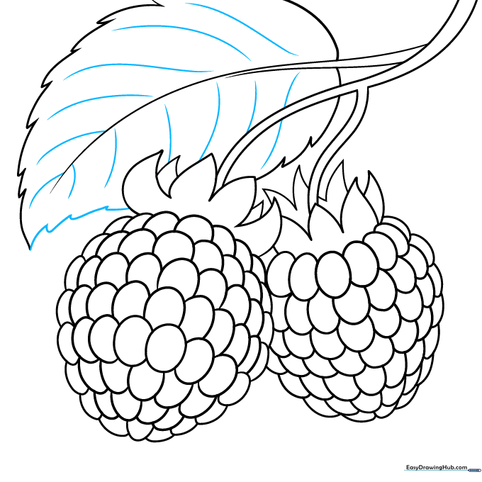 The finished line art of the raspberry drawing with leaf details.