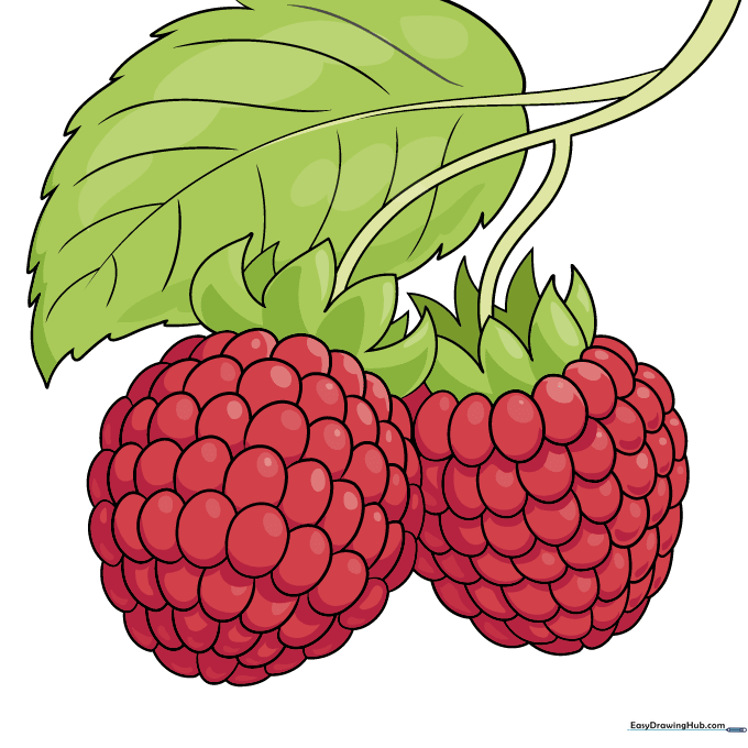 The finished, colored raspberry drawing with red berries and green leaves.
