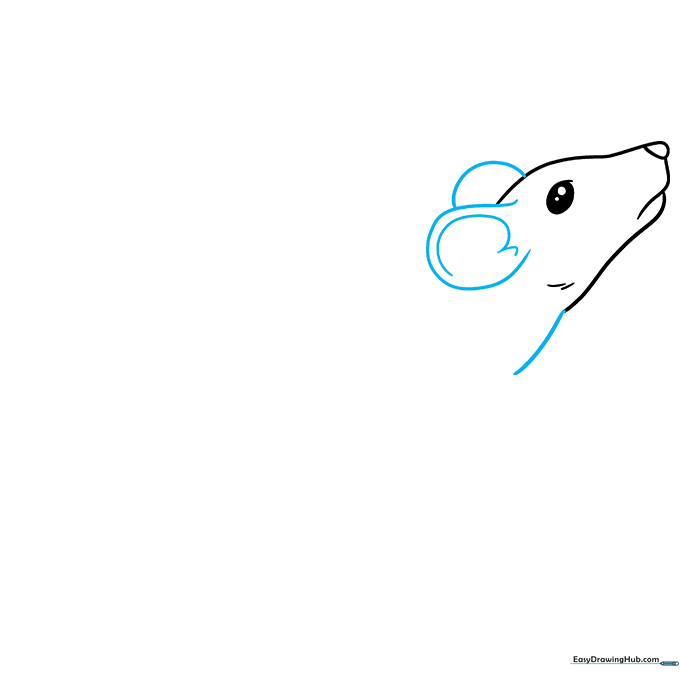 Sketch of large, rounded rat ears with inner ear detailing.