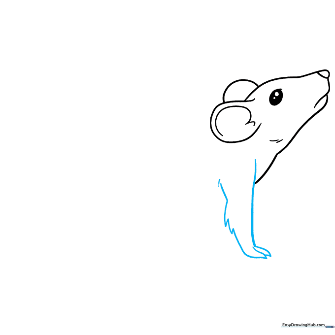 Detailed sketch of a rat's front paw with visible claw tips.
