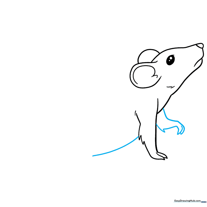 Sketch showing the rat's belly line and second front leg.