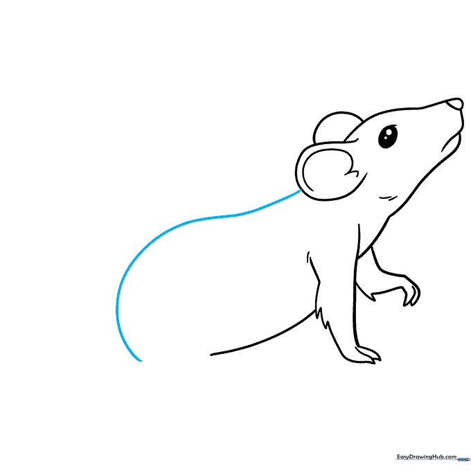 Sketch showing the long, curved line forming the rat's back.