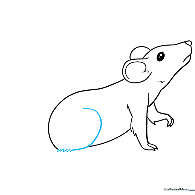 Sketch of the rat's hip area with fur texture details.