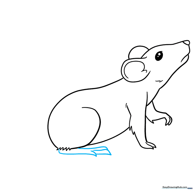 Detailed sketch of the rat's rear foot with claw details.