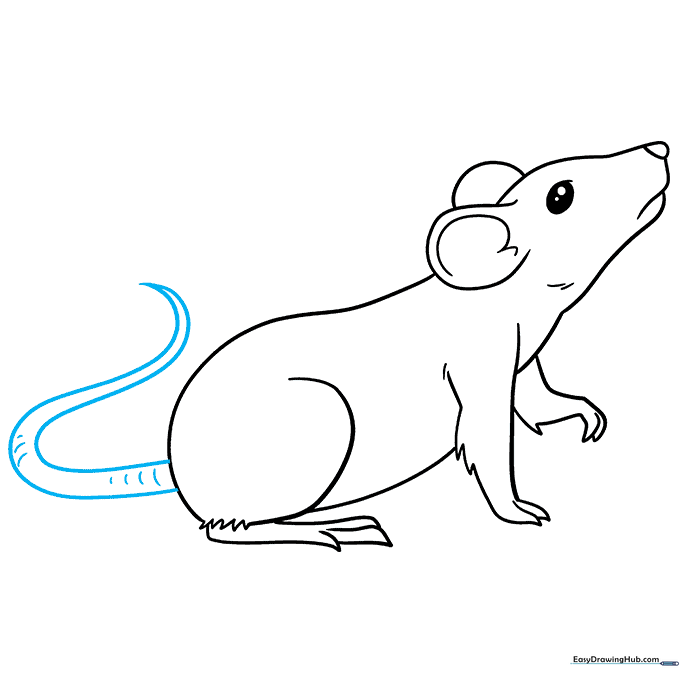 Sketch of a long, thin rat tail with texture lines.