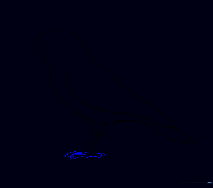 Detailed sketch of the raven's feet showing toes and sharp talons.